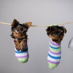 щенки йорка