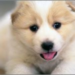 щенок алабая