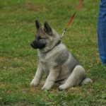 Щенок элкхаунда