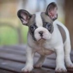 щенок французского бульдога