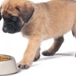 Щенок и миска