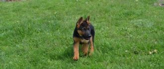 The puppy should not be lethargic before vaccination