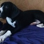 Щенок немецкого дога