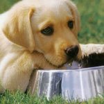 щенок пьёт воду