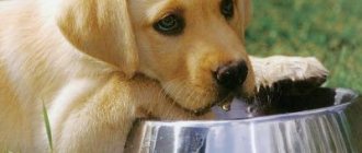 щенок пьёт воду
