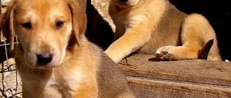 Щенок - русская гончая