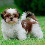 Щенок шит цу