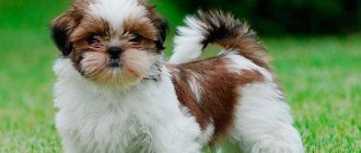 Щенок шит цу