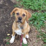 Щенок сидит и смотрит в глаза