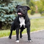 щенок стаффа