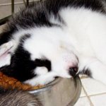 щенок уснул в миске