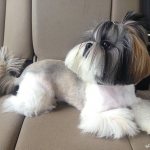 Ши тцу: характеристика породы, описание и продолжительность жизни