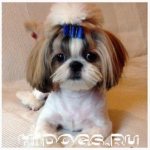 Ши тцу: особенность породы, уход за щенками и взрослой собакой, характер собаки.