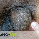 Шишки под кожей у собак