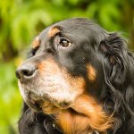 шотландский сеттер