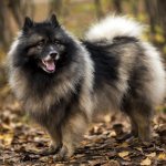 шпиц похожий на волка фото