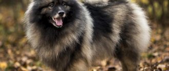шпиц похожий на волка фото