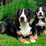 Швейцарский красавчик: аппенцеллер зенненхунд