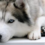 Сибирский хаски: характер, описание, фото, щенки, цены