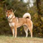 Сикоку ину (коти кэн) описание породы