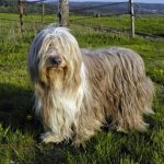 Your dog is shedding heavily, what should you do?