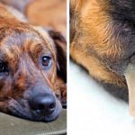 Симптомы болезни