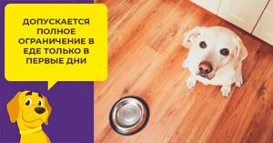 Симптомы и лечение панкреатита у собак
