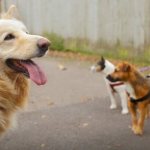 сколько длится течка у собак