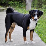 Сколько длится течка у собак средних пород: длительность и периодичность