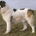 Сколько лет живут алабаи