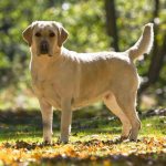 сколько живут лабрадоры