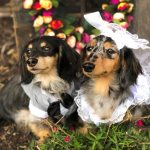 Случка собак