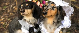 Dog mating