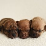 Смена зубов у той-терьера – правильный уход!