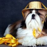 собачка в шляпке