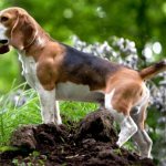 Собака бигль – описание, как выглядит, характер, окрасы, плюсы и минусы породы