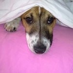 Собака боится выстрелов петард