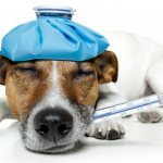 собака болеет