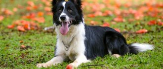 Собака border collie.