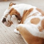 собака чешется