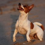 собака джек рассел терьер