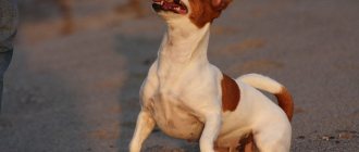 собака джек рассел терьер