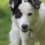 Собака гуляет в саду