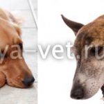 собака кашляет и срыгивает белой пеной