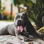 The dog lies down after a run