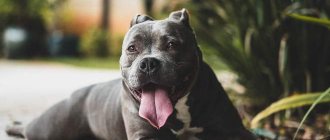 Собака лежит после пробежки