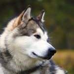 Собака маламут