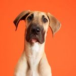 Собака метит дома