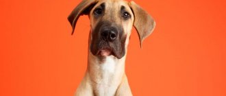 Dog marks at home