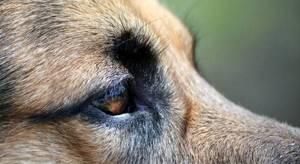 Собака может щурить глаз из-за попавшей в него соринки